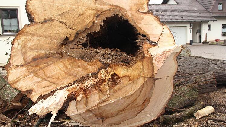 Diese Linde wurde von einem Sachverständigen untersucht und dann gefällt. Hier war es nötig, wie dieses Bild verdeutlicht.  Foto: Will