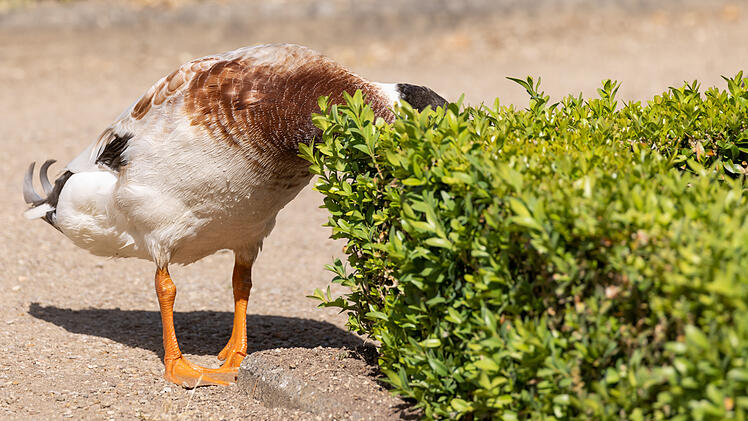 Enten jagen Schnecken im Ansbacher Hofgarten