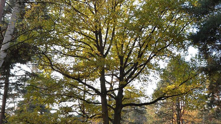 Eine rund 100-jährige Eiche bildet den Mittelpunkt des Grünraumes. Sie ist zugleich Ruhepunkt des Leitfriedhofes. Foto: Ronald Rinklef