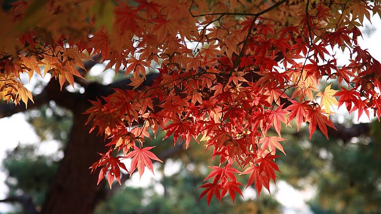Herbstlicher Baum