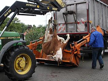 Mit tatkräftiger Hilfe von Landwirt Konrad Müller verlädt Wolfgang Kretzer (rechts) ein totes Rind. Alle zwei Tage ist er im Landkreis Bad Kissingen unterwegs und sammelt Kadaver ein.  Foto: Carmen Schmitt