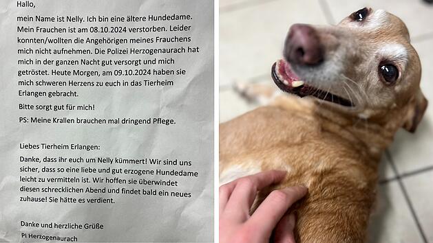 Tierheim Erlangen schildert Drama um H&uuml;ndin Nelly - "F&uuml;hlten ihren Schmerz"