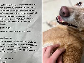 Tierheim Erlangen schildert Drama um Hündin Nelly - "Fühlten ihren Schmerz"