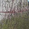 Unbekannte haben eine alte Eiche bei Ziegelhütte (Pommersfelden) mit der Säge so beschädigt, dass der Baum gefällt werden musste. Ob es sich um einen versuchten Holzdiebstahl handelt, ermittelt nun die Polizei. Foto: privat