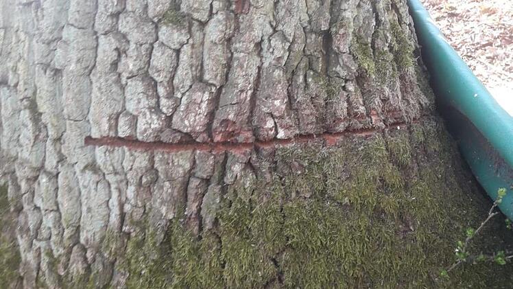 Unbekannte haben eine alte Eiche bei Ziegelhütte (Pommersfelden) mit der Säge so beschädigt, dass der Baum gefällt werden musste. Ob es sich um einen versuchten Holzdiebstahl handelt, ermittelt nun die Polizei. Foto: privat