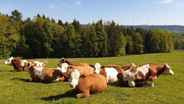 Die Rinder, die zum Erzeugen von Bio-Fleisch genutzt werden, leben in einer naturbelassenen Landschaft an der Nahtstelle der Kreise Lichtenfels, Kulmbach und Kronach. Die sanften H&uuml;gel und saftigen Weiden erinnern ein wenig ans Allg&auml;u. Auf insgesamt rund 20 Hektar gro&szlig;en Weidefl&auml;chen h&auml;lt die Familie Tzschoppe in Eben auf artgerechte und schonende Weise rund 70 Rinder.  Foto: Marcus Tzschoppe
