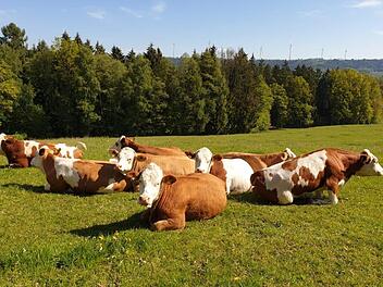 Die Rinder, die zum Erzeugen von Bio-Fleisch genutzt werden, leben in einer naturbelassenen Landschaft an der Nahtstelle der Kreise Lichtenfels, Kulmbach und Kronach. Die sanften Hügel und saftigen Weiden erinnern ein wenig ans Allgäu. Auf insgesamt rund 20 Hektar großen Weideflächen hält die Familie Tzschoppe in Eben auf artgerechte und schonende Weise rund 70 Rinder.  Foto: Marcus Tzschoppe