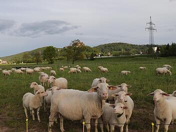 Idylle im Abendlicht: die Schafherde in der Flutmulde. Die Tiere leisten wichtige landschaftspflegerische Arbeit zum Nulltarif.Foto: Katrin Geyer