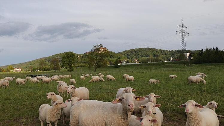 Idylle im Abendlicht: die Schafherde in der Flutmulde. Die Tiere leisten wichtige landschaftspflegerische Arbeit zum Nulltarif.Foto: Katrin Geyer