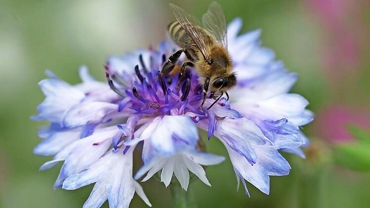 Bei der Mitgliederversammlung der Allianz Kissinger Bogen gab es personelle Veränderungen.  Foto: Archiv: Arkadius Guzy