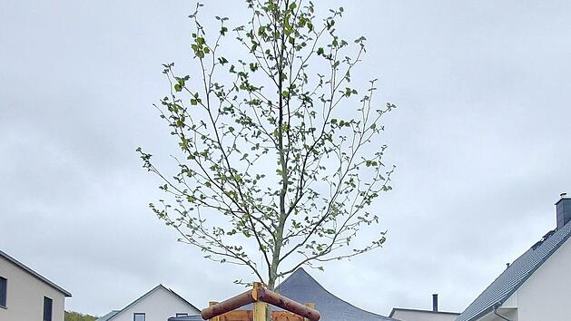 Baumpflanzung in Fuchsstadt: Mit dabei (von links): stellvertretender Landrat Emil M&uuml;ller, Baumpate Christian Appel, der Vorsitzende des Bundes Naturschutz Bad Kissingen, Franz Zang, J&uuml;rgen Kippes und Alexander Schaupp, Vorsitzender des OGV Fuchss...
