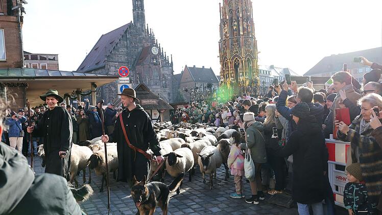Schafe ziehen über den Hauptmarkt zu ihren Winterweiden
