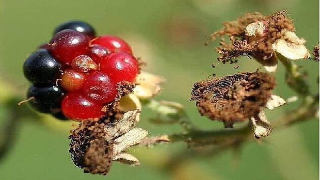 Symbolbild einer von der Brombeergallmilbe befallenen Frucht (Foto: Christoph Hoyer/Archiv)