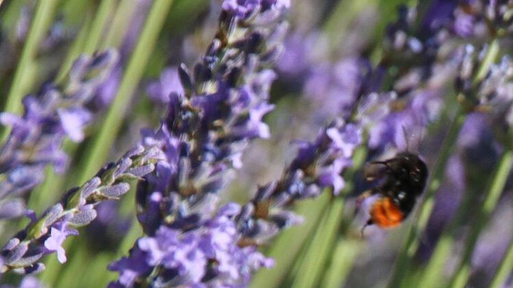 Impressionen aus der Kleingartenanlage Katzbachtal. Foto: Jürgen Gärtner