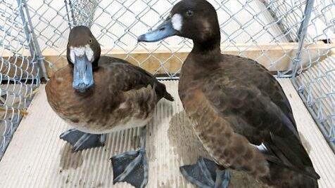 Auch schmucke Enten wurden angeboten.