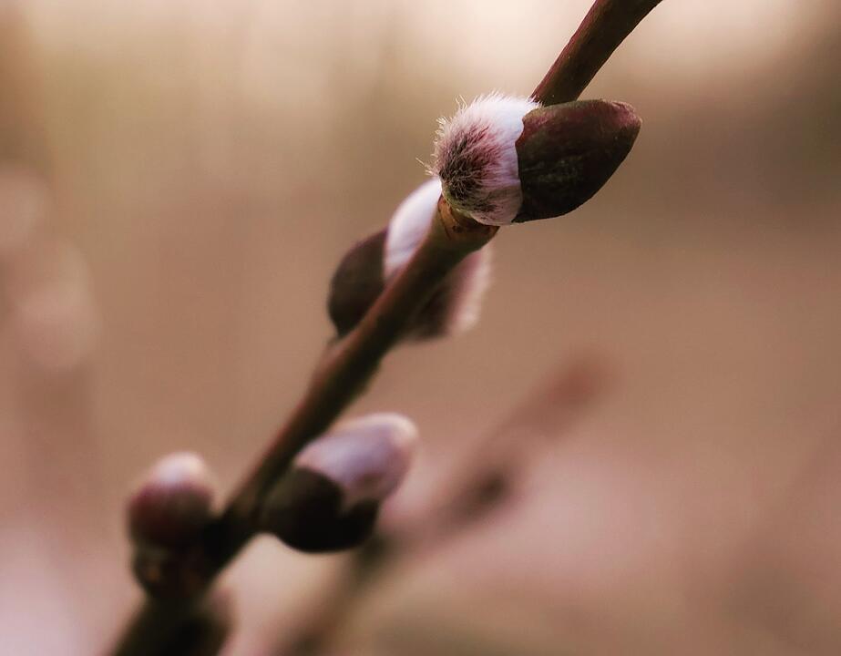 Die schönsten Frühlingsfotos aus Coburg und Umgebung