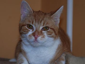 Der tiefenentspannte Pascha