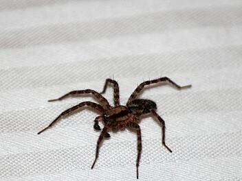 Die Angst vor Spinnen ist die am weitesten Verbreitete. Symbolbild: pixabay.com