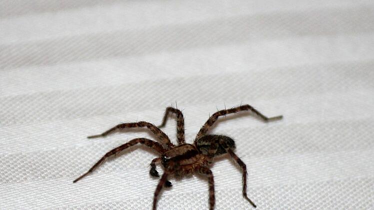 Die Angst vor Spinnen ist die am weitesten Verbreitete. Symbolbild: pixabay.com
