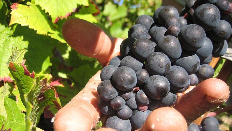 Prozess um «Weinlese der Schande» startet in Frankreich