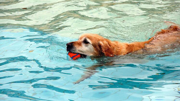 September: Zum Saisonabschluss durften im Staddionbad Bamberg die Vierbeiner ins Wasser. Der Hundebadetag kam bombig an.  Foto: Matthias Hoch