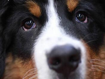 Ein Berner Sennenhund. Gehört der zu Deutschland?Foto: dpa