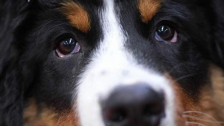 Ein Berner Sennenhund. Gehört der zu Deutschland?Foto: dpa