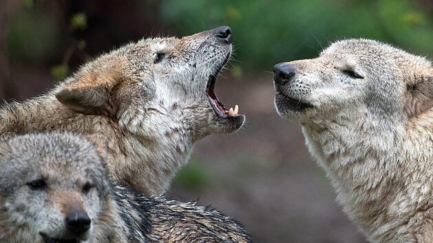 Schon seit der Jahrtausendwende vermehren sich wieder W&ouml;lfe in Deutschland - inklusive aller Probleme, die das zum Beispiel f&uuml;r Sch&auml;fer mit sich bringt. Im Bundestag gibt es dazu unterschiedliche Ideen. Foto: Sebastian Gollnow/dpa