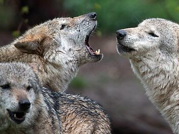 Schon seit der Jahrtausendwende vermehren sich wieder Wölfe in Deutschland - inklusive aller Probleme, die das zum Beispiel für Schäfer mit sich bringt. Im Bundestag gibt es dazu unterschiedliche Ideen. Foto: Sebastian Gollnow/dpa