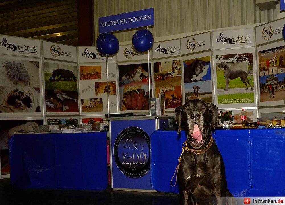 43. Internationale Rassehundeausstellung (Cacib) in Nürnberg