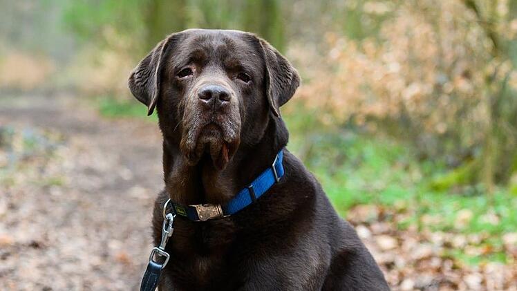 In Mittelfranken sind erneut tote Füchse aufgetaucht, die mit dem Staupevirus infiziert waren. Hunde sollten an die Leine genommen werden - eine Infektion endet oft tödlich. Symbolfoto: Christophe Gateau/dpa