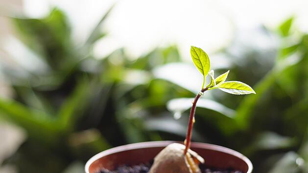 Aus einem Avocadokern kann man sich selbst eine eigne Avocadopflanze ziehen. Wir erkl&auml;ren wie`s funktioniert...Bild: lizmyosotis/ stock.adobe.com