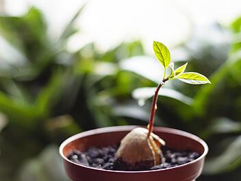 Aus einem Avocadokern kann man sich selbst eine eigne Avocadopflanze ziehen. Wir erklären wie`s funktioniert...Bild: lizmyosotis/ stock.adobe.com