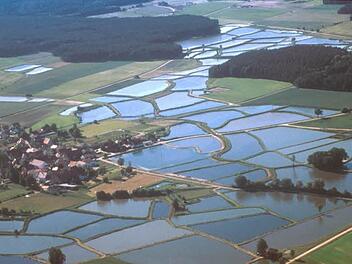 Seit 2015 ist die Gemeinde Hallerndorf Mitglied im Verein Karpfenland Aischgrund e.V.. Dieser Verein hat jetzt ein Förderprojekt initiiert und will die Kultur der Teichwirtschaft mit ihren Karpfen auch für den Tourismus attraktiver machen. Hallerndorf macht nicht mit.Launert, Archiv