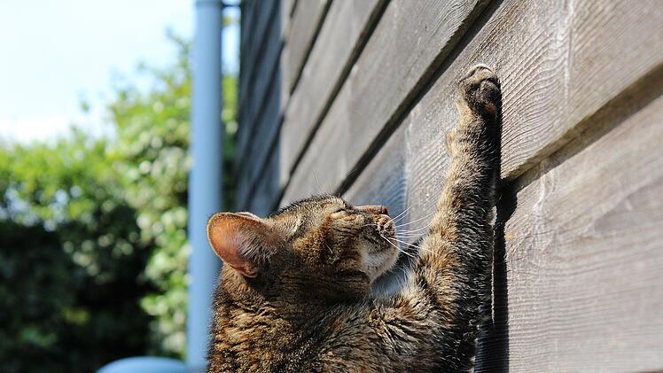 Katzen hinterlassen an Holzoberflächen oft unschöne Kratzspuren