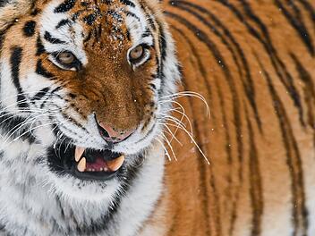 Amur-Tiger