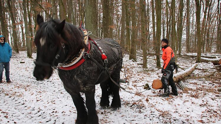Tobias Dotter und sein Pferd bei der Arbeit im Wald.  Foto: Ralf Ruppert