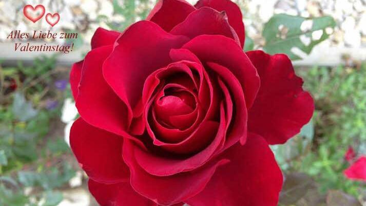 Einen schönen Valentinstag wünscht Marija Popadinets aus Bad Staffelstein! Foto: Marija Popadinets