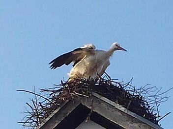 Ein Storch hat Anfang der Woche auf einer Scheune in Kaltenbrunn Station gemacht. Dabei dürfte es sich um einen Vogel aus Nordeuropa gehandelt haben, der Richtung Süden unterwegs war. Foto: Udo Strempel