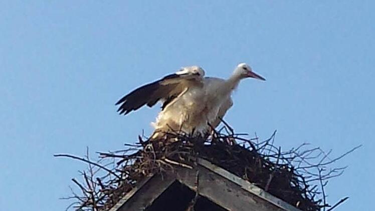 Ein Storch hat Anfang der Woche auf einer Scheune in Kaltenbrunn Station gemacht. Dabei dürfte es sich um einen Vogel aus Nordeuropa gehandelt haben, der Richtung Süden unterwegs war. Foto: Udo Strempel