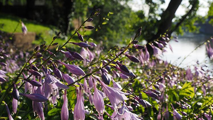 Funkien - 10 Pflanzen für schattige Garten und Balkon