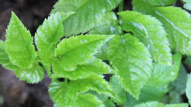 So sehen die Bl&auml;tter des Giersch aus, der wegen seiner Heilwirkung auch Gichtkraut genannt wird.Foto: Jupp Schr&ouml;der