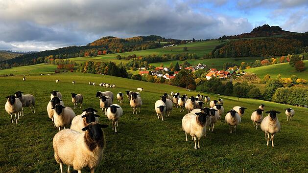 Rhönschafe stehen vor einer malerischen Kulisse auf der Weide. Foto: Arnulf Müller