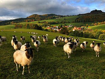 Rhönschafe stehen vor einer malerischen Kulisse auf der Weide. Foto: Arnulf Müller