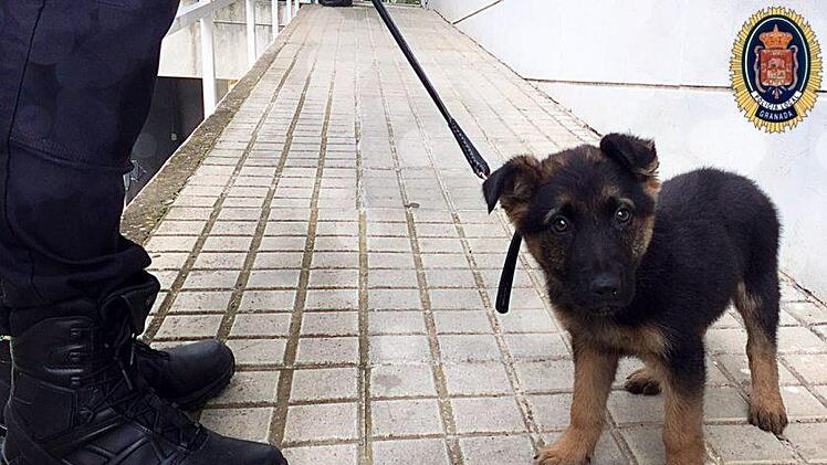 Die Polizei in Granada hat einen misshandelten Welpen adoptiert - und rekrutiert. Foto: Polizei Granada