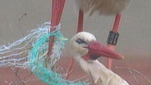 Ein Storch bringt das Kunststoffnetz ins Nest. Foto: Storchencam