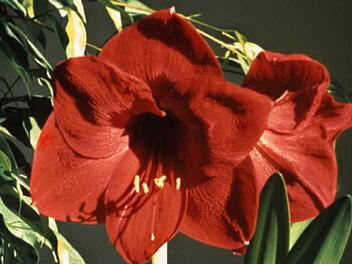 Amaryllis sind gerade in der Vorweihnachtszeit als Schnittblumen sehr beliebt. Foto: Peter Busch