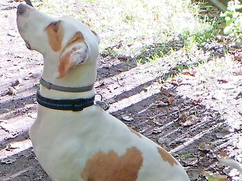 Für Olli sucht das Tierheim ein neues Zuhause.