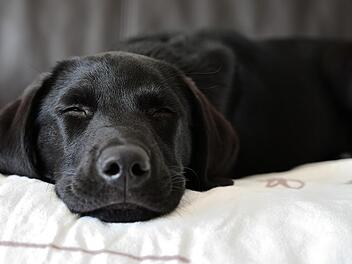 Labrador in Not: Hund im Kreis Bamberg von Polizei und Feuerwehr gerettet