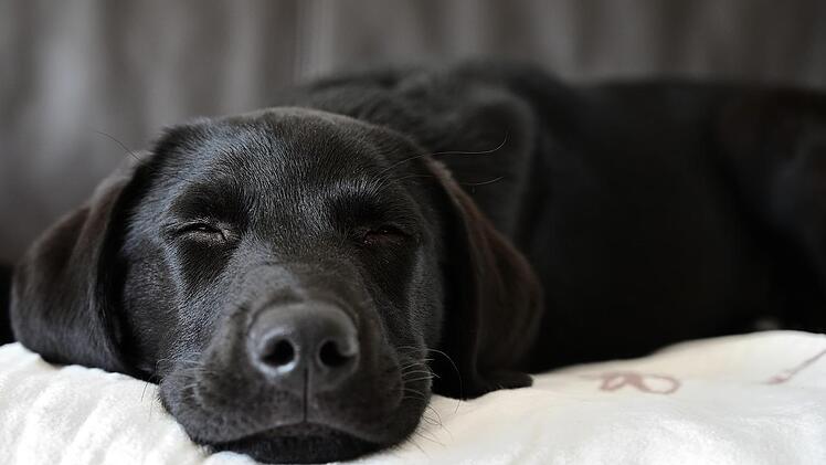 Der Labrador ist eine sehr gemütliche Rasse.